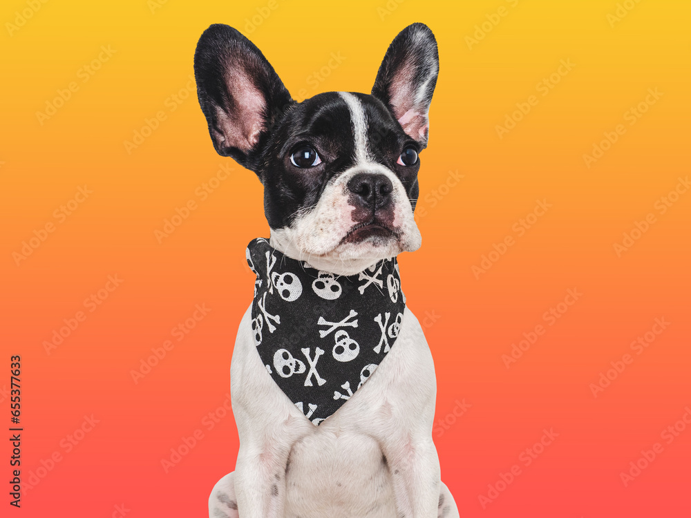 Happy Halloween. Charming puppy and black neckerchief with skulls. Isolated background. Close-up, indoors. Studio shot. Congratulations for family, relatives, friends, colleagues. Pet care concept