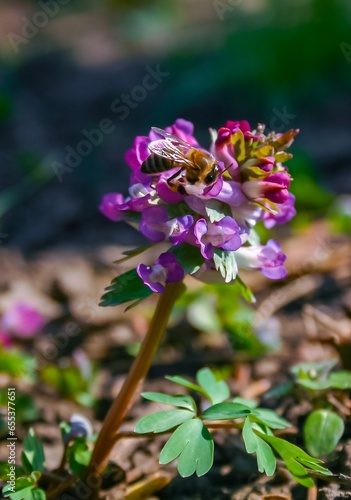 Honey bee collects pollen and nectar on a wild plant with purple flowers in spring