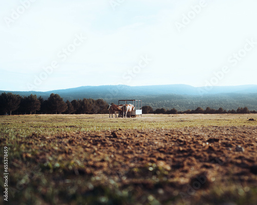 фотографія Horses respite