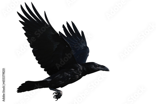 Photo of a crow with oil painting effect applied. Cute bird with great details and colours. Isolated image. White Background.