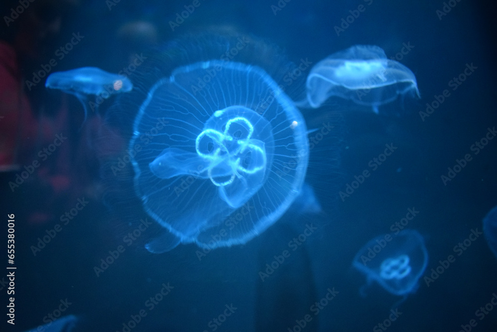 jellyfish in aquarium, Bray, Ireland jellyfish in aquarium, Bray, Ireland