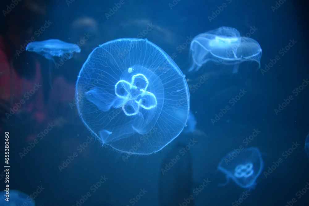 jellyfish in aquarium, Bray, Ireland jellyfish in aquarium, Bray, Ireland