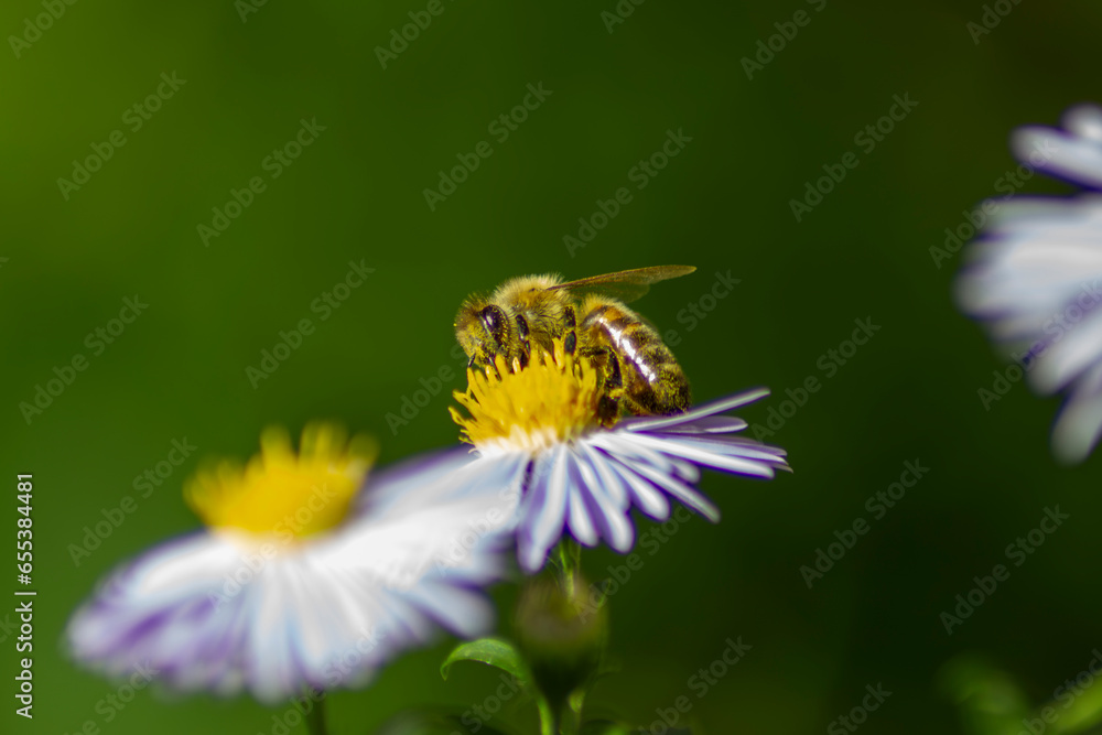 honey bee on a camomile blossom honey bee on a camomile blossom