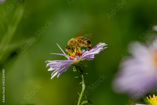 honey bee on a camomile blossom © rudolfgeiger