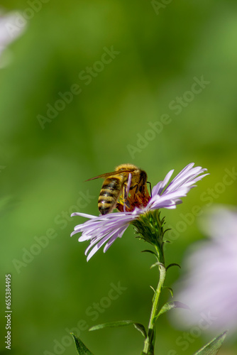 honey bee on a camomile blossom