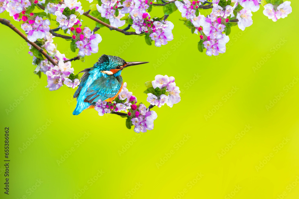 Fototapeta premium A bird in a wonderful nature view. Clean strong background.