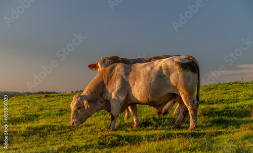 Autumn morning near Krasno village with color fall meadows and bulls photo