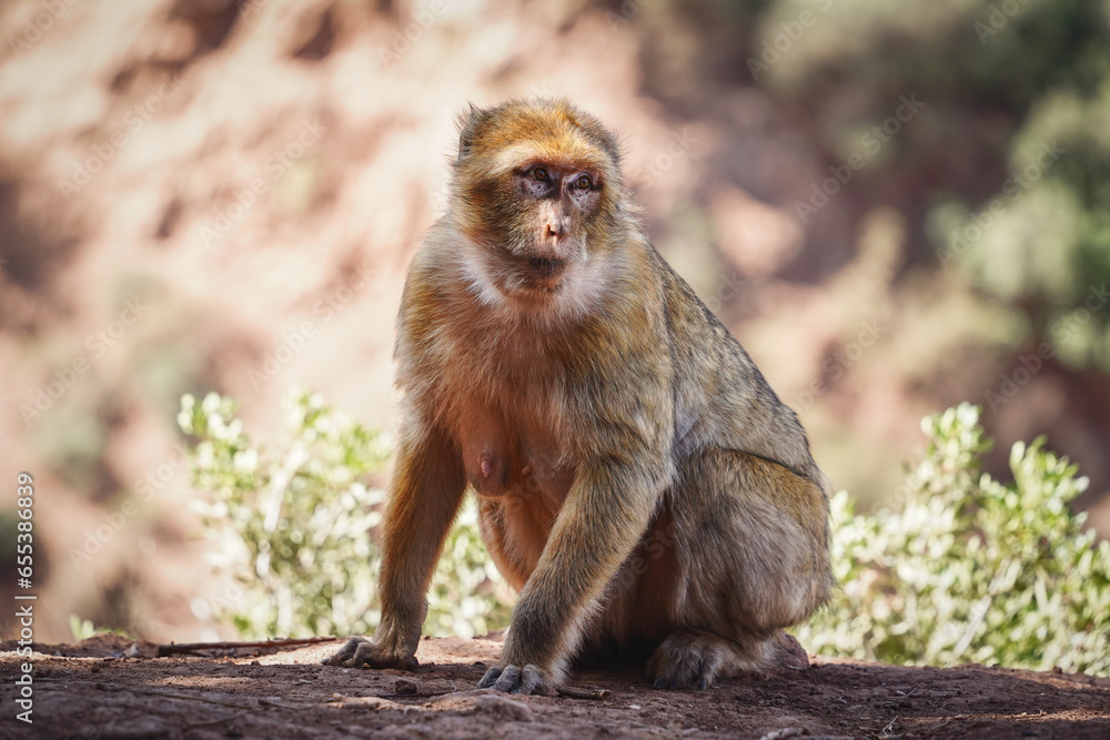 Mother monkey Mother monkey
