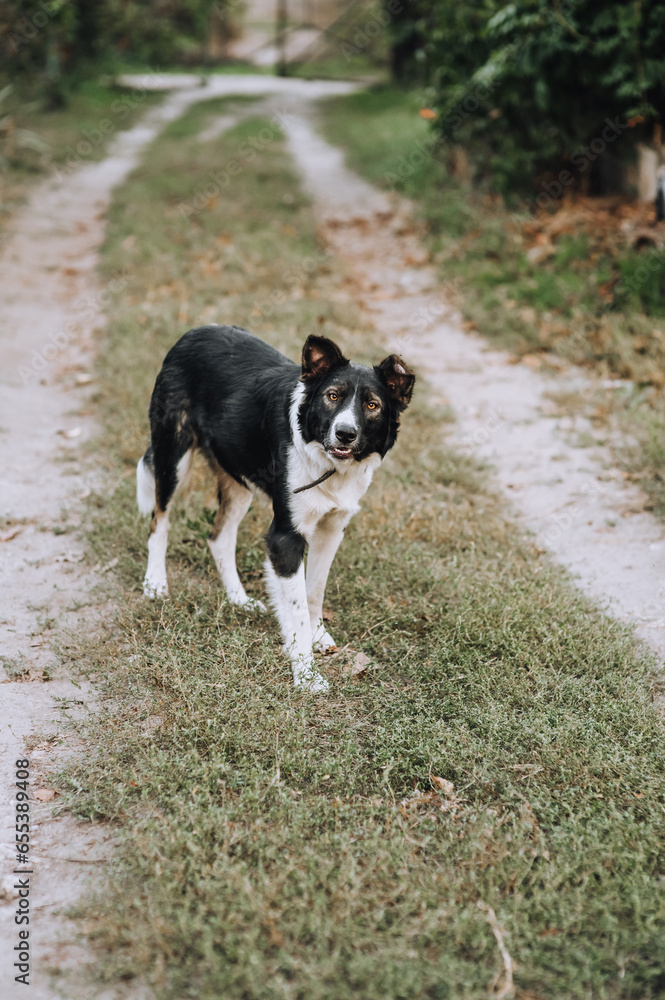 Portrait of an old black and white mongrel dog outdoors in the village. Photograph of the animal. Portrait of an old black and white mongrel dog outdoors in the village. Photograph of the animal.
