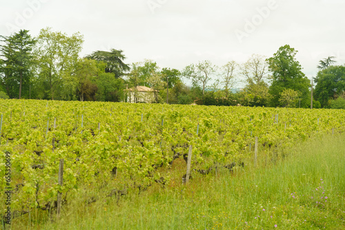 Vineyards in the province of Aquitaine in spring.