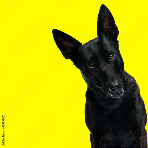 Photography curious little dutch shepherd puppy panting and looking forward
