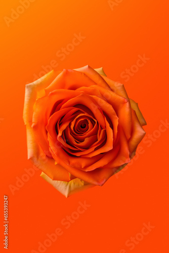 red rose on a orange background
