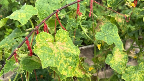 Cucumber leaves infected by downy mildew or Pseudoperonospora cubensis in the garden, close-up. Cucurbits vegetables disease. Leaves with mosaic yellow spots. photo