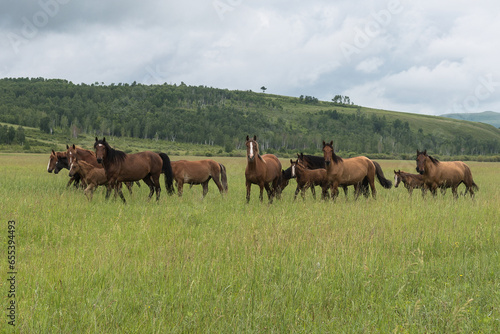 Beautiful herd of horses in the field  looking at the camera