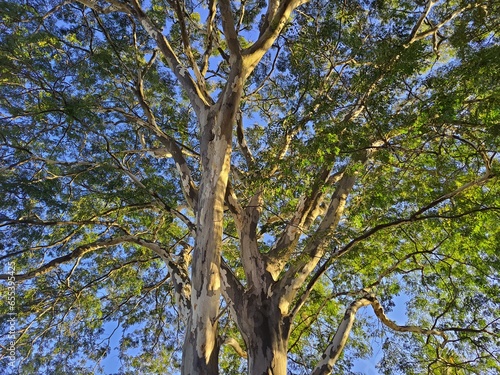 Libidibia ferrea, sunlit, commonly known as pau-ferro, Jucá, pau-ferro, morado or leopard. It is native to Brazil and Bolivia. The previous classification was Caesalpinia. Used as a natural remedy. photo