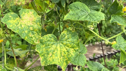 Cucumber leaves infected by downy mildew or Pseudoperonospora cubensis in the garden, close-up. Cucurbits vegetables disease. Leaves with mosaic yellow spots.