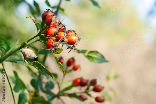 Rose hip. Rosehip fruits on a branch close up. Fading wild rose in the evening sun. Selective focus