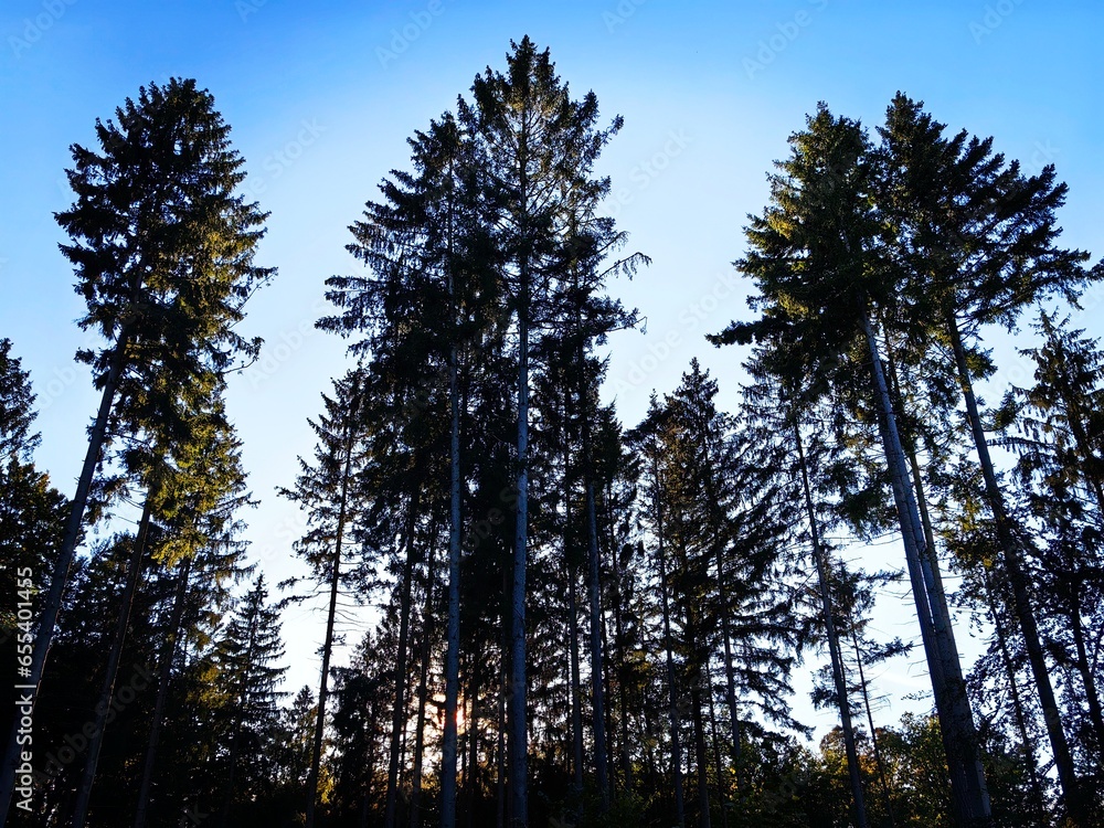 trees and sky