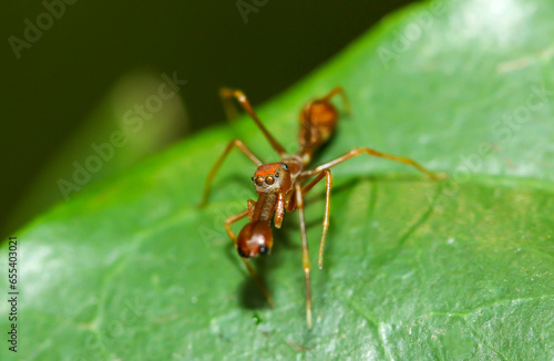 Super macro of male Kerengga ant-like jumper (Myrmarachne plataleoides) who pretend himself like Red ant in nature in Thailand.