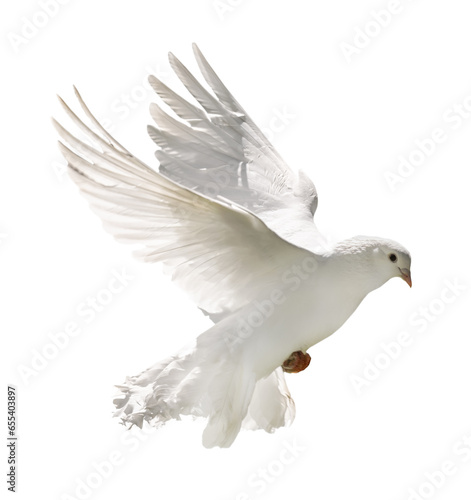 pure white pigeon with lush tail in flight
