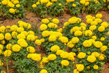 Marigolds in the garden of Thailand