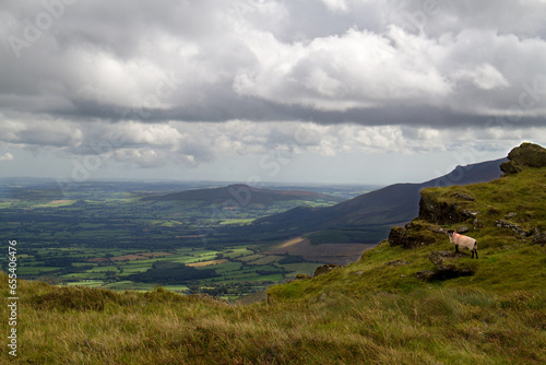 View from the mountain Knocksheegowna in the Comeragh mountains on Ireland's County Tipperary, in the foregroud a sheep photo