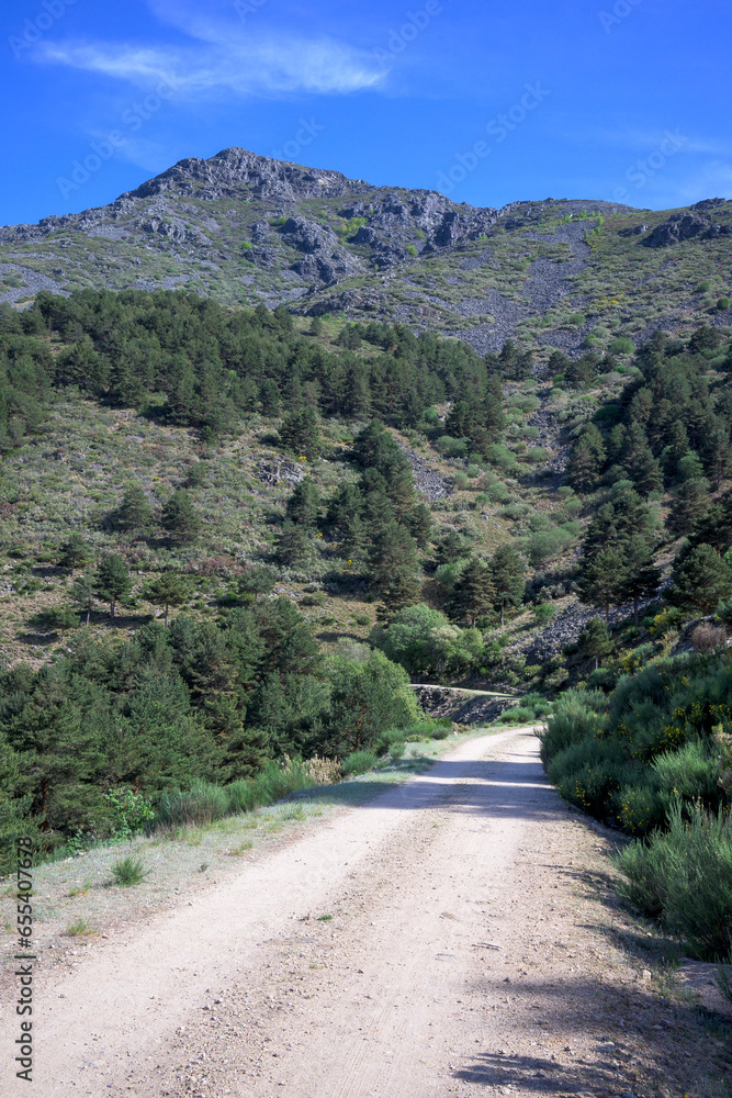 Dirt road in forest with vegetation with granite stone mountain with blue sky vertically in the north of Extremadura