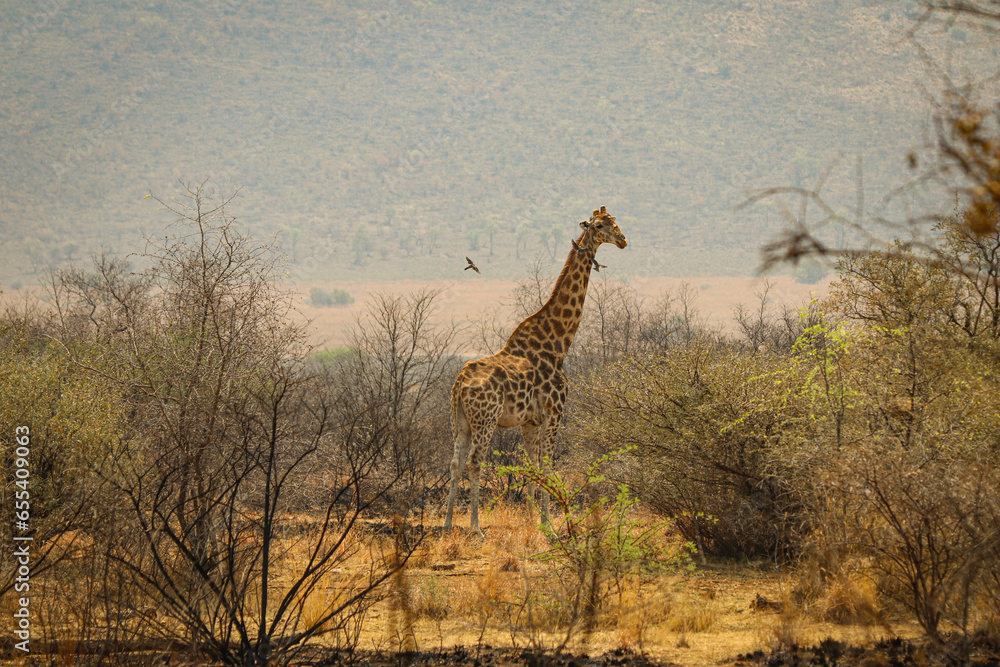 Fototapeta premium Giraffe (Giraffa) wartet auf die Vögel, Rotschnabel-Madenhacker, im Pilanes Nationalpark