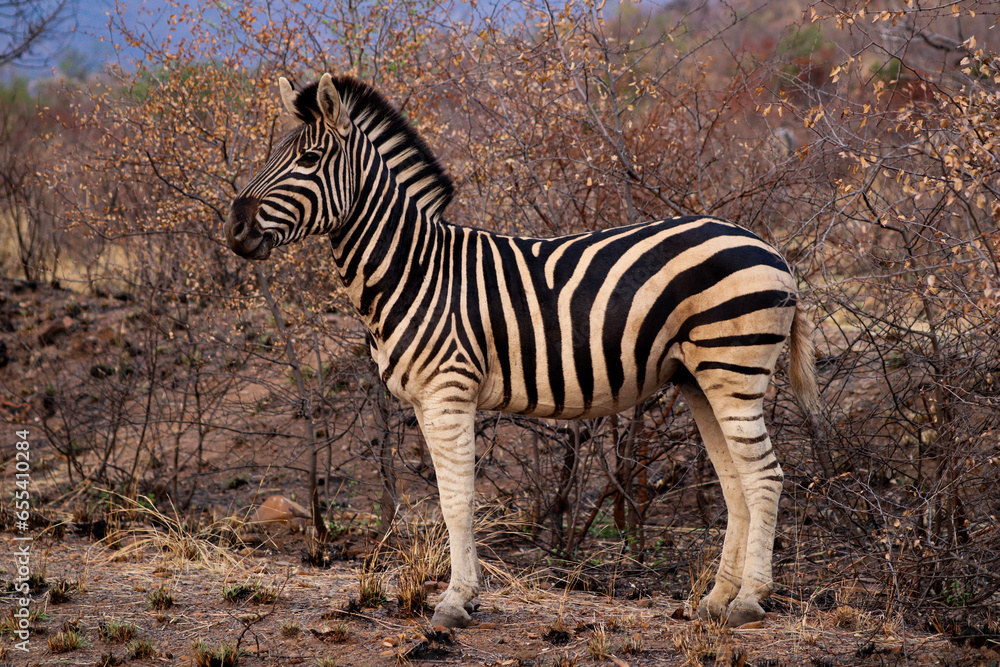 Obraz premium Zebras (Hippotigris) Pilanesberg Nationalpark