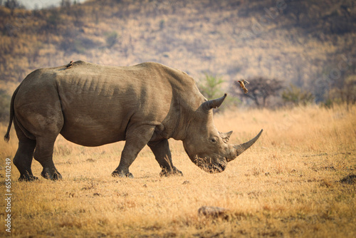 Nashorn  Rhinocerotidae  beim fressen in der Steppe. Auf dem R  cken sitzt ein Rotschnabel-Madenhacker und ein anderer ist im Landeanflug. 