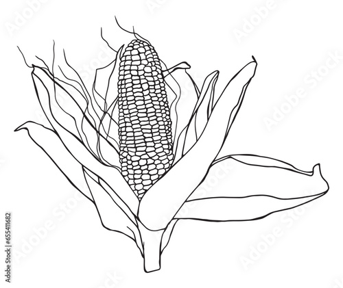 Corn hand drawn vector illustration set. Isolated Vegetable engraved style object. Farm market product. Great for menu, icon, biodegradable corn starch material. Drawing of ingredient for cooking.