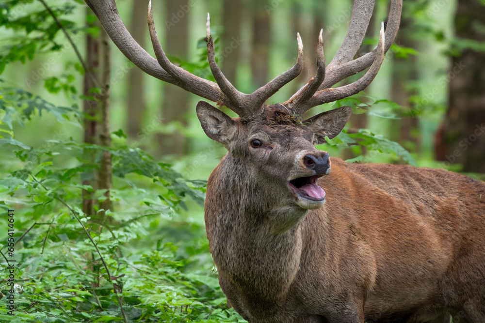 Fototapeta premium Schreiender Hirsch am Waldrand