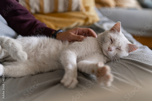 sick white cat sleeping on a gray sofa, enjoys the caresses of a human hand