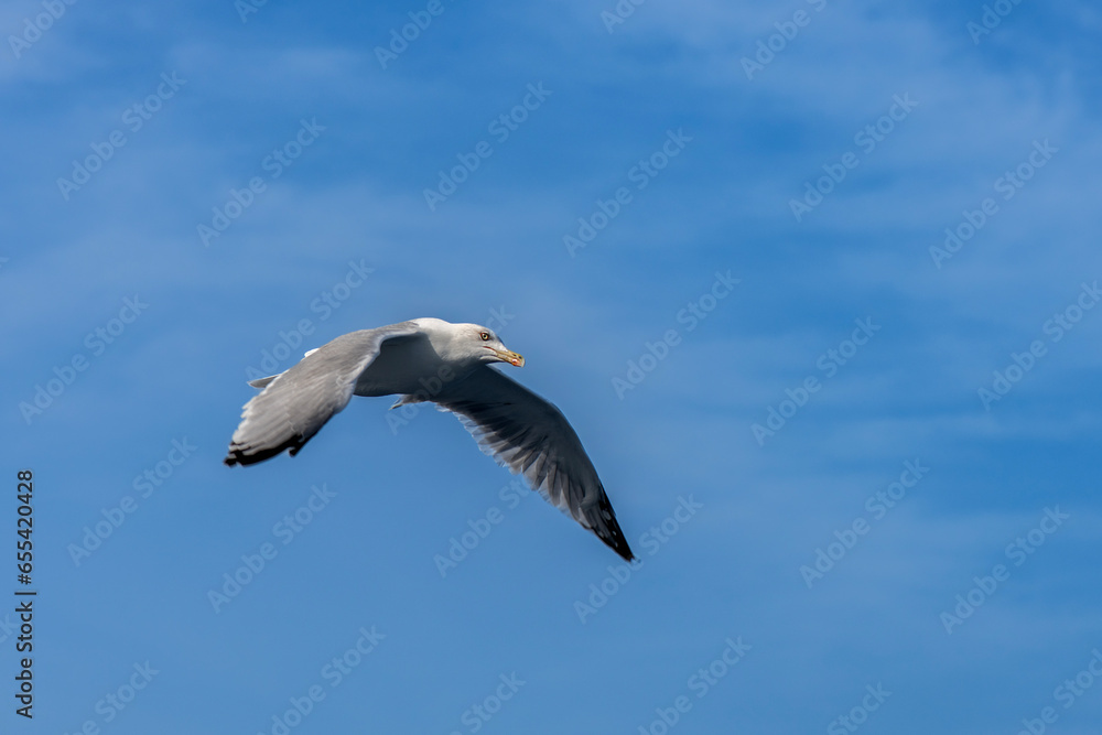 Fototapeta premium Flying in the seagull sky