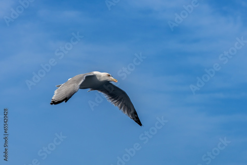 Flying in the seagull sky