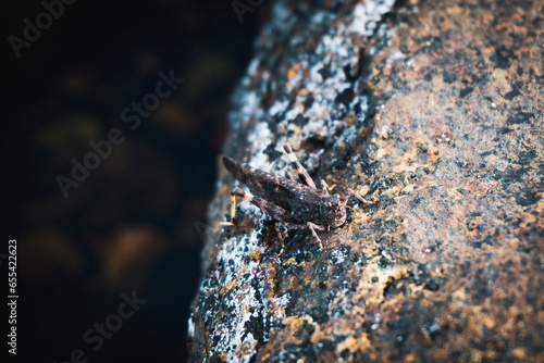 camouflaged grasshopper Scenic Quebec