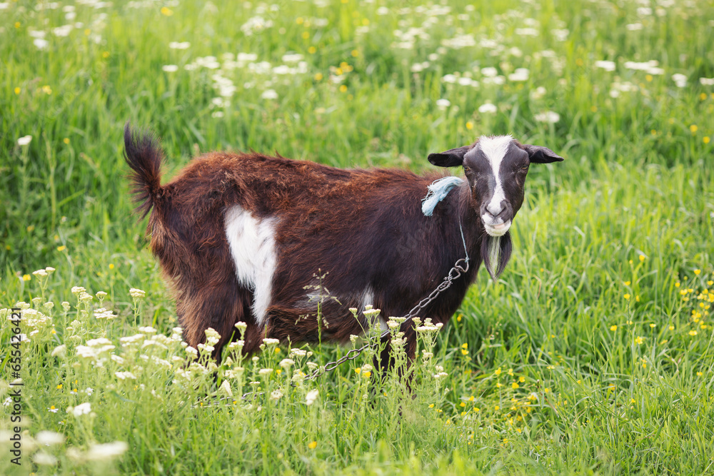 Domestic goat on the field with flowers.Funny white goat in sunny summer day on a field. Farm animals. Standing brown-white mottled goat with curved horns in side view on a flowering meadow in spring. Domestic goat on the field with flowers.Funny white goat in sunny summer day on a field. Farm animals. Standing brown-white mottled goat with curved horns in side view on a flowering meadow in spring.