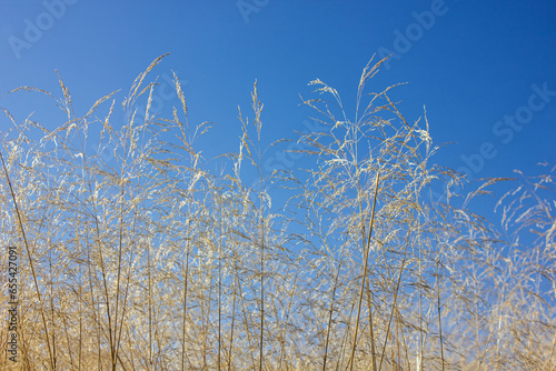 Yellow Johnsongrass or Sorghum halepense, Sudan grass in the meadow over blue sky in autumn. photo