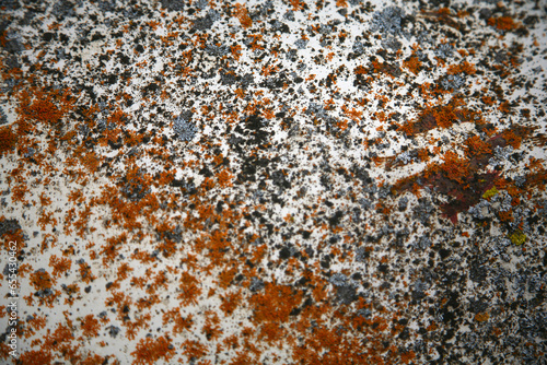 Orange Mossy Surface photo
