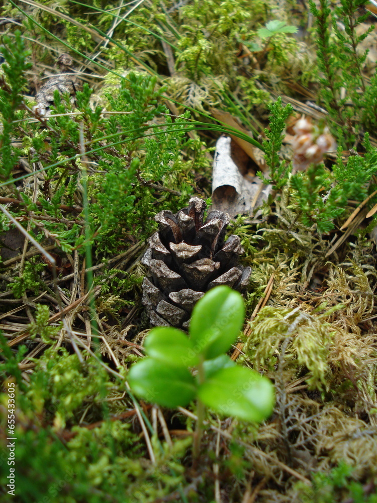 Obraz premium mushrooms in the forest