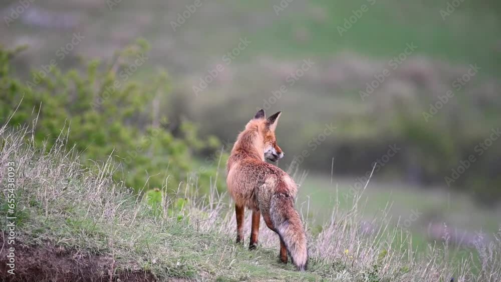 Red fox Vulpes vulpes. Red fox on a beautiful background in the wild. The fox looks around Slow motion. Red fox Vulpes vulpes. Red fox on a beautiful background in the wild. The fox looks around Slow motion.