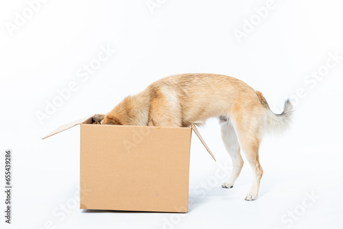 Cachorro caramelo com caixa de papelão em fundo branco