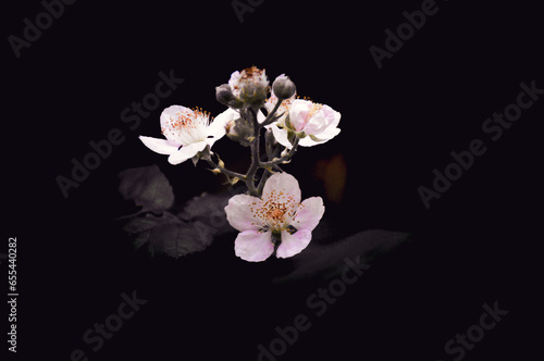 California Blackberry Blossoms