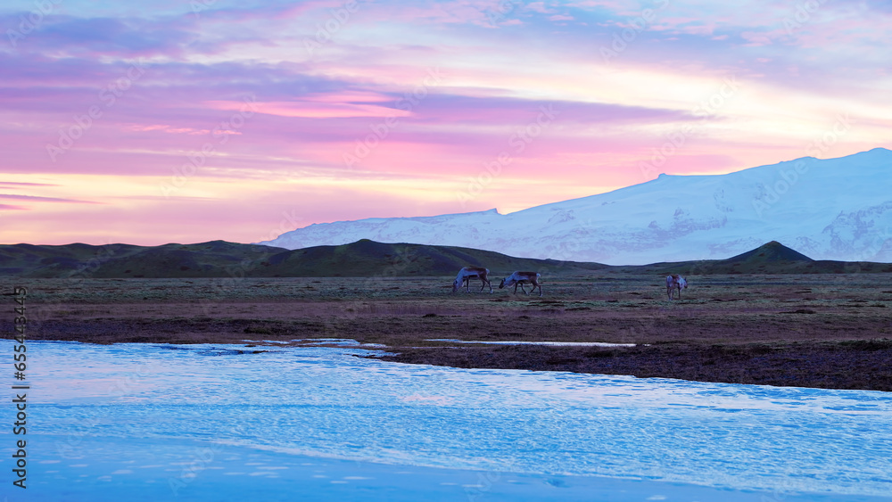 Fototapeta premium Scandinavian fields with many mooses, beautiful animals walking around icelandic countryside with pink sky. Wildlife in frozen iceland nature with landscapes and arctic scenery. Handheld shot.