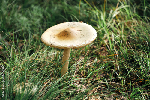 Mushroom in forest background of grass.