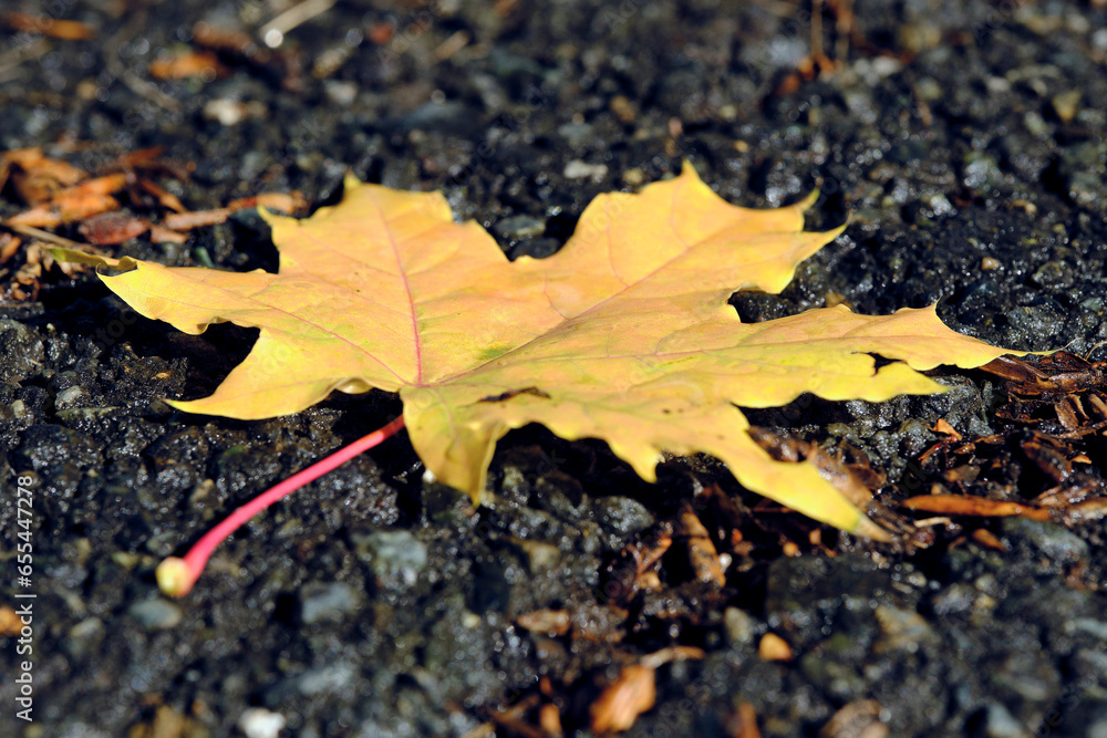 Yellowed maple leaf lying wet asphalt in raindrops. Yellowed maple leaf lying wet asphalt in raindrops.