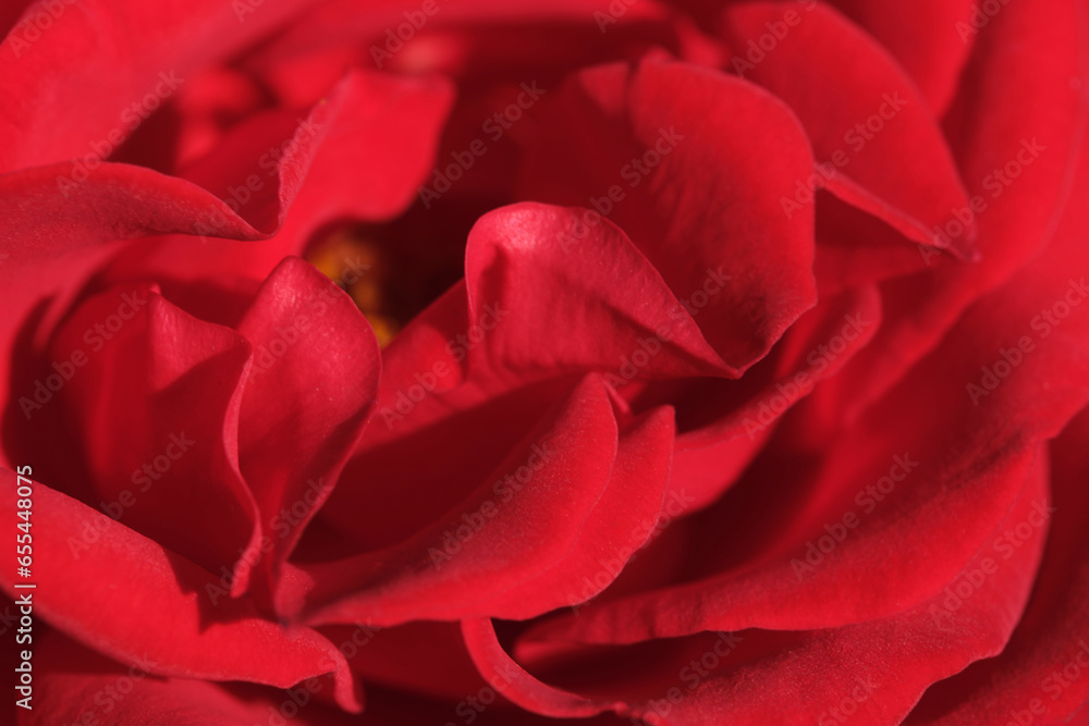 Background of bright red rose, beautiful flower. Background of bright red rose, beautiful flower.