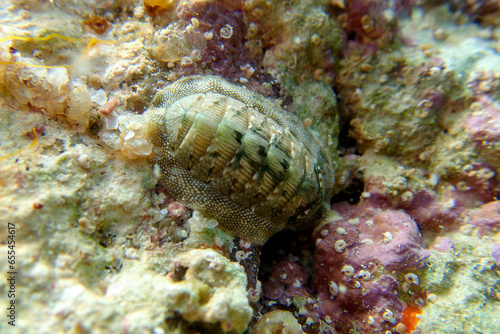 Chiton, a marine polyplacophoran mollusk in the family Chitonidae photo