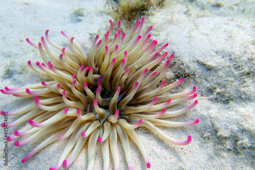 Golden anemone -(Condylactis aurantiaca), sea anemone in to the Mediterranean sea    photo
