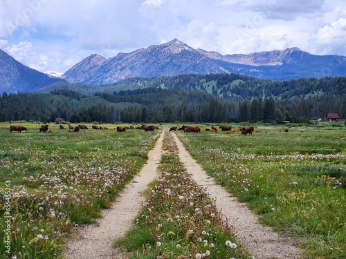 Cows grazing on a field near Stanley, Idaho